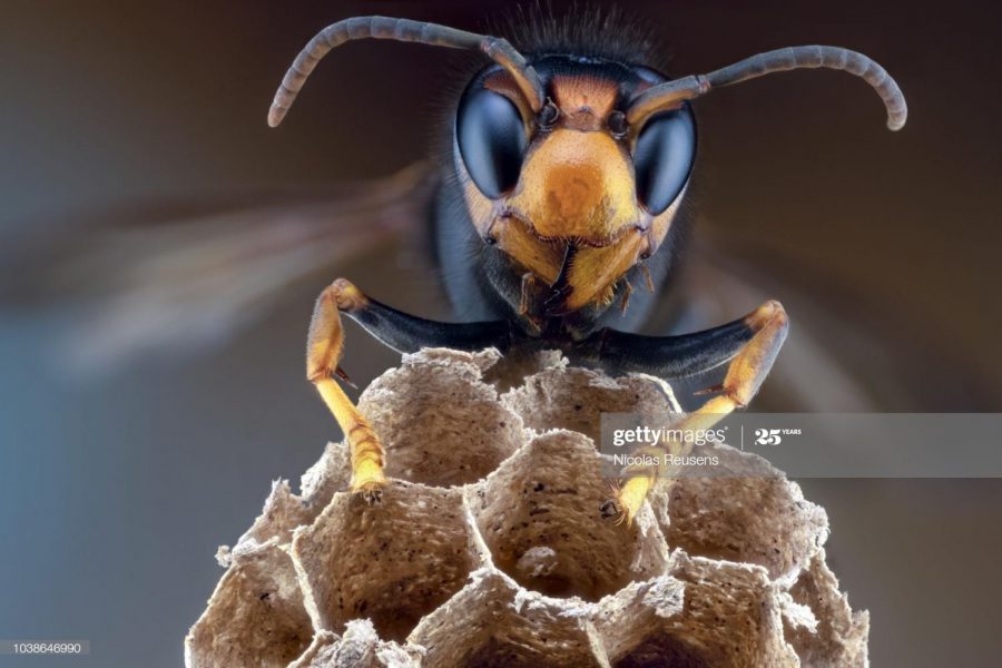 Asian Giant Hornet 