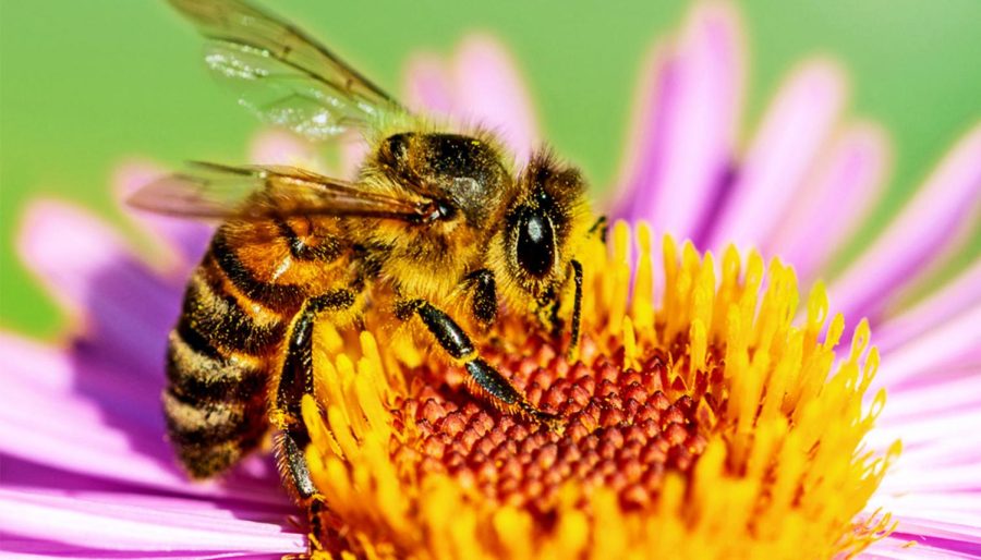 Honey+bee+communities+are+in+decline%2C+and+pesticides+are+one+of+their+leading+killers.