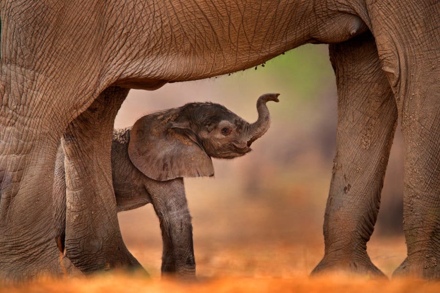A newly born baby elephant with a grown elephant that is presumably itś mother.