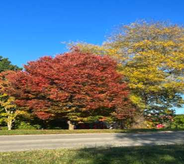 One of nature's colorful sights of fall